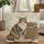 Calico Cat Vintage Books Antique Map Scroll - Book Lover Gift for Cat Lovers Quilted Tote Bag - 1