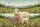 Fluffy Sheep Lamb Wildflower Meadow Rustic Cabin - Farmhouse Home Decor Gift Quilted Tote Bag - 7