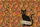 Black Cat Swirling Tendrils Autumn Leaves Folk Scrolls - Everyday Tote Cat Lover Gift Quilted Tote Bag - 7
