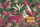 Jungle Leopard Flamingo Cockatoo Tropical Foliage - Wildlife Lover Gift Quilted Tote Bag - 7