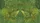 Emerald Frogs Tropical Palm Monstera Foliage - Wildlife Lover Gift Car Sunshade - 7