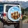 Five Goldendoodle Dogs Cumulus Clouds Natural Field - Dog Lover Gift Spare Tire Cover - 3