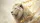 White Lion Head Golden Glowing Eyes Molten Gold - Wildlife Lover Gift Car Sunshade - 7