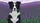 Majestic Black White Border Collie Dog with Purple Lavender - Dog Lover Farmhouse Gift Car Sunshade - 7