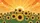 Lush Sunflowers Setting Sun Golden Beams Sunset Sky - Nature Lover Home Decor Gift Car Sunshade - 7