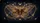 Ornate Celestial Moth Cosmic Moons Stars - Celestial Lover Gift Car Sunshade - 7