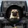 Fawn Pug Dog with Expressive Eyes Peeking Over Dark Surface - Dog Lover Gift for Pug Owners Spare Tire Cover - 1
