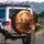 Three Fluffy Orange Tabby Kittens Wicker Basket Autumn Leaves - Autumn Season Cat Lover Gift Spare Tire Cover - 3