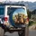 Laughing Tabby Cats Sunglasses Driving - Cat Lover Road Trip Gift Spare Tire Cover - 3