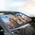 Expressive Cats Monarch Butterfly Lavender Wildflowers - Cat Lover Gift Car Sunshade - 6