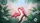 Pink Flamingo Cockatoo Tropical Leaves Blossoms - Wildlife Lover Gift Car Sunshade - 7