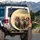 Yelling Tabby Cats Eyeglasses Sunglasses - Humorous Pet Lover Gifts Spare Tire Cover - 3