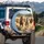 Bay Grey Wild Horses Galloping Stampede in Dusty Landscape - Wildlife Lover Gift Spare Tire Cover - 3