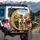 Sighthound Dogs Autumn Highway Travel Scene - Dog Lover Road Trip Essentials Spare Tire Cover - 3