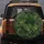 Monstera Deliciosa Tropical Foliage - Nature Lover Gift for Plant Lover Spare Tire Cover - 5