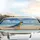 Blue-Yellow Macaw Tropical Beach Ocean Seashells - Wildlife Lover Gift Car Sunshade - 5