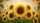 Sunflowers Aged Parchment Script - Farmhouse Decor Gift for Sunflower Lover Car Sunshade - 7