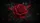 Crimson Red Rose Full Bloom Gold Bud Dark Background - Romantic Decor Gift Car Sunshade - 7