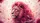 Majestic Pink Lion Floral Mane Dahlia Blossoms Iridescent Scales - Wildlife Lover Gift Car Sunshade - 7