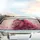 Majestic Pink Lion Floral Mane Dahlia Blossoms Iridescent Scales - Wildlife Lover Gift Car Sunshade - 5