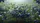 Blueberry Plants Ripe Blue Berries Delicate Flowers Lush Foliage - Nature Lover Gift Car Sunshade - 7