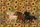 Three Galloping Horses Sunflowers Wooden Sign - Farmhouse Western Gift Quilted Tote Bag - 7