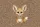Fennec Fox Wooden Sign Leopard Spots Wildlife Lover Bag Gift for Animal Fan Quilted Tote Bag - 7