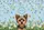 Yorkshire Terrier Dog Wildflowers Daisies Butterflies Floral Wreath - Dog Lover Gift Quilted Tote Bag - 7