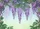 Lush Wisteria Flower Garden Vines - Botanical Home Decor Gift Doormat - 7