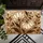 Large Floral Blooms Creamy Beige Petals Organic Leaves - Brown Outlining Home Decor Gift Doormat - 6