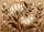 Large Floral Blooms Creamy Beige Petals Organic Leaves - Brown Outlining Home Decor Gift Doormat - 7