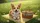 Pembroke Corgi Picnic Field Daisy Scene - Dog Lover Summer Travel Gift Car Sunshade - 7