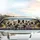 Border Collies Scenic Road Trip Tropical Vista - Dog Lover Travel Adventure Gift Car Sunshade - 5