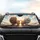 Fluffy Adventurous Cats Wind Blown Fur Open Sky - Cat Lover Gift Car Sunshade - 4