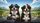 Bernese Mountain Dogs Driving Road Trip Adventure - Travel Enthusiast Gift for Dog Owners Car Sunshade - 7