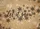 Let It Snow Cursive Script Snowflakes - Winter Holiday Home Decor Gift Doormat - 7