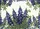 Texas Bluebonnet Flora Tapestry Cream Background - Home Decor Gift for Plant Lover Doormat - 7