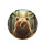Grizzly Bear Pine Forest Wilderness - Wildlife Lover Gift Spare Tire Cover - 4