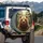 Grizzly Bear Pine Forest Wilderness - Wildlife Lover Gift Spare Tire Cover - 3