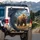 Grizzly Bear Snow-Capped Mountains Pine Forest Wilderness Landscape - Wildlife Lover Gift Spare Tire Cover - 3