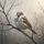 House Sparrow Yellow Beak Perched Bare Branch - Wildlife Lover Gift Spare Tire Cover - 6