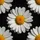Large White Daisy Yellow Orange Center Deep Black Floral - Mother's Day Gift for Mom Spare Tire Cover - 6