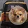 Alert Fawn Chihuahua Portrait - Pet Lover Gift for Dog Owners Spare Tire Cover - 5