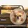 Alert Fawn Chihuahua Portrait - Pet Lover Gift for Dog Owners Spare Tire Cover - 2