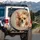 Alert Fawn Chihuahua Portrait - Pet Lover Gift for Dog Owners Spare Tire Cover - 3