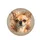 Alert Fawn Chihuahua Portrait - Pet Lover Gift for Dog Owners Spare Tire Cover - 4