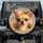 Alert Fawn Chihuahua Portrait - Pet Lover Gift for Dog Owners Spare Tire Cover - 1