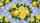 Yellow Lemons Green Leaves Portuguese Azulejo Tiles - Kitchen Lovers Car Decor Gift Car Sunshade - 7