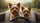 Yorkshire Terriers Golden Sunlight Interior - Road Trip Dog Lover Gift Car Sunshade - 7
