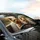 Yorkshire Terriers Golden Sunlight Interior - Road Trip Dog Lover Gift Car Sunshade - 6